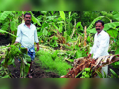 ಕದಳಿ ವನಕ್ಕೆ ಕಾಡಾನೆ ದಾಳಿ