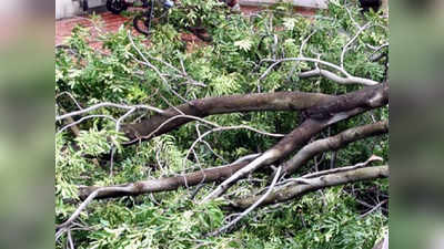 मुंबई: गोवंडीत झाड कोसळून एकाचा मृत्यू