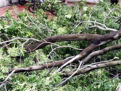 मुंबई: गोवंडीत झाड कोसळून एकाचा मृत्यू