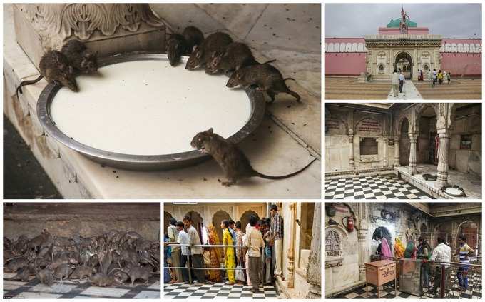 Karni Mata Temple