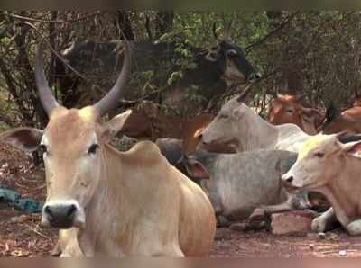 300 എസി ഗോശാലകൾ; പദ്ധതിയുമായി മധ്യപ്രദേശ് കോൺഗ്രസ് സർക്കാർ