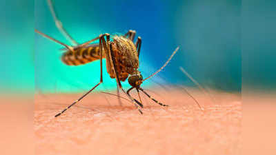 अब मच्छर मारकर दिल जीतेगी कांग्रेस