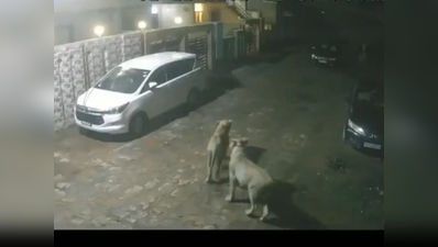 विडियो: ...जब बीच शहर एशियाई शेरों ने गायों पर बोला हमला
