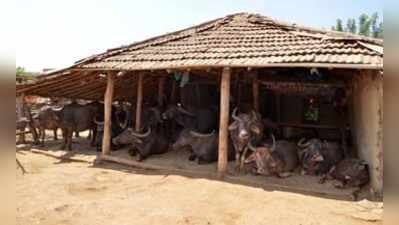 ಗೌಳಿಗರ ದೊಡ್ಡಿಗೆ ಬೇಕಿದೆ ಕಾಯಕಲ್ಪ