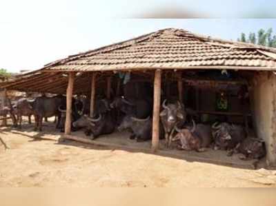 ಗೌಳಿಗರ ದೊಡ್ಡಿಗೆ ಬೇಕಿದೆ ಕಾಯಕಲ್ಪ