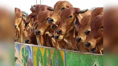 बीकानेर में जहरीला चारा खाने से 62 गायों की मौत