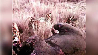 अब वायनाड में हाथी के शव को खाते दिखे बाघ