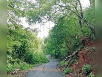 ಧರಾಶಾಯಿಯಾಗುತ್ತಿವೆ ಸಾಲು ಮರಗಳು