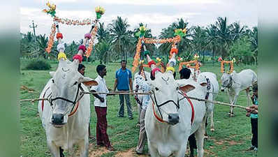 ಹನುಮನಹಳ್ಳಿಯಲ್ಲಿ ಸಂಭ್ರಮದ ಕಾರ ಹುಣ್ಣಿಮೆ