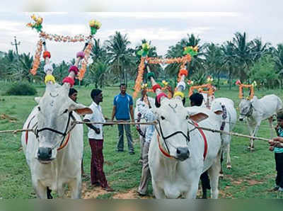 ಹನುಮನಹಳ್ಳಿಯಲ್ಲಿ ಸಂಭ್ರಮದ ಕಾರ ಹುಣ್ಣಿಮೆ