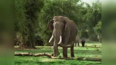जंगली हाथी के हमले में वन कर्मचारी समेत दो लोगों की मौत