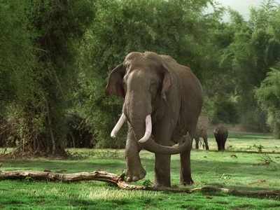 जंगली हाथी के हमले में वन कर्मचारी समेत दो लोगों की मौत
