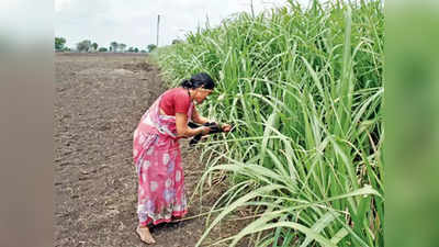 आत्महत्याग्रस्त शेतकऱ्यांच्या विधवांच्या नावेच सातबारा