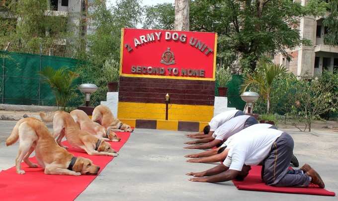 ಯೋಗ ಮಾಡುತ್ತಿರುವ ಆರ್ಮಿ ಡಾಗ್‌