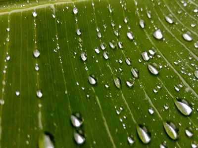 മഴക്കാല രോഗങ്ങളെത്തി; ശ്രദ്ധിക്കേണ്ട കാര്യങ്ങൾ ഇവയാണ്