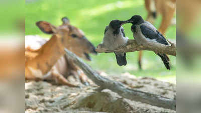 ध्वनि प्रदूषण का असर: पक्षियों की दिनचर्या से लेकर प्रजनन और मेटिंग तक