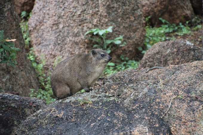 Hyrax-Pixabay