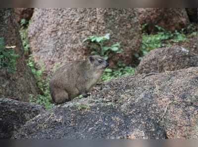 എലിയെപ്പോലിരിക്കുന്ന ഈ ജീവിയാണ് ആനയുടെ ബന്ധു