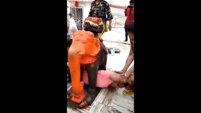 गुजरात: मंदिर में हाथी के पैरों में फंस गई महिला भक्‍त, विडियो वायरल