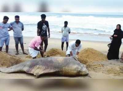 ತೈಕಡಪ್ಪುರ ಸಮುದ್ರ ತೀರದಲ್ಲಿ ಡಾಲ್ಫಿನ್‌ ಮೃತದೇಹ ಪತ್ತೆ