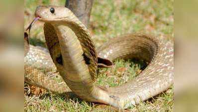 बेगमपुरा एक्‍सप्रेस में किंग कोबरा सांप से अफरा-तफरी