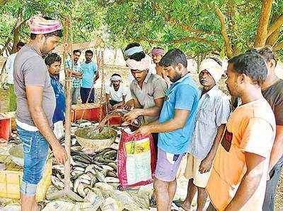 ఇంటికి 2 కిలోల చొప్పున.. నాలుగున్నర టన్నుల చేపలు ఫ్రీగా ఇచ్చాడు!