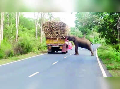 ಲಾರಿ ಅಡ್ಡಗಟ್ಟಿ ಕಬ್ಬು ತಿಂದ ಗಜರಾಜ !