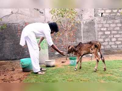 పవన్ ఈజ్ బ్యాక్.. ఆవు దూడతో కాలక్షేపం, నేతలకు హితబోధ!