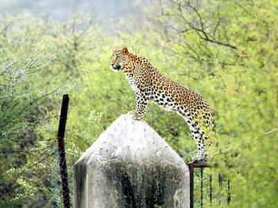 ठाण्यातील गार्डनमध्ये बिबळ्या; नागरिकांमध्ये घबराट