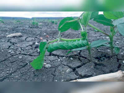 ಹೆಸರು ಬೆಳೆಗೆ ಕೀಟಬಾದೆ: ರೈತರು ಆತಂಕ