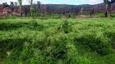 ಬೆಂಕಿ ಬಿದ್ದ ಪ್ರದೇಶ ಆವರಿಸಿದ ಪಾರ್ಥೇನಿಯಂ!