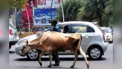 പശുവിന്റെ പേരിൽ അക്രമം നടത്തിയാൽ മധ്യപ്രദേശിൽ ഇനി മൂന്നു വർഷം തടവ്