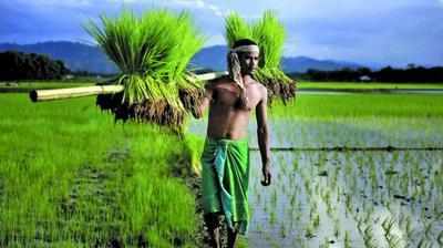 ಮುಂಗಾರು ಮಳೆಯ ಹೊಂಗಿರಣ