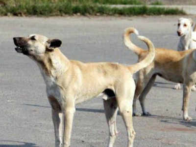 सहारनपुर: अब एक महीने के मासूम को कुत्ते ने मार डाला, दो दिन पहले भी हुई भी घटना
