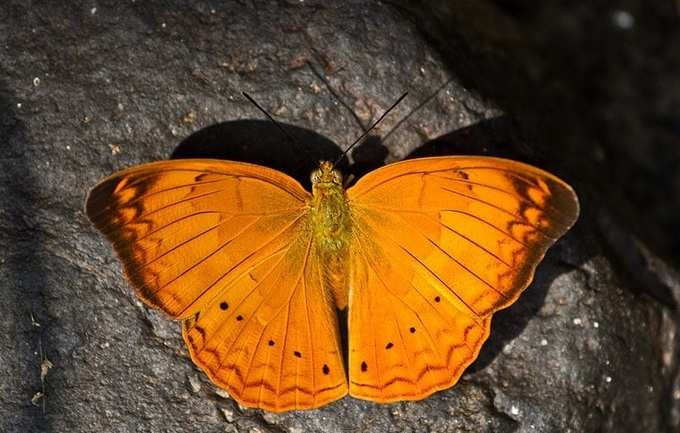 TN Butterfly