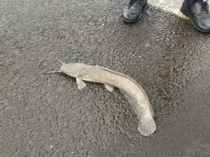 FISH MUMBAI