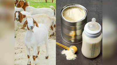 बकरी के दूध से बना फ़ॉर्म्युला मिल्क नवजात की सेहत और पाचन के लिए है बेहतर