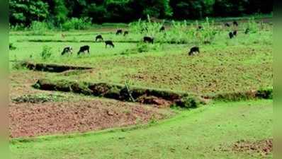 ತಡವಾಗಿ ಬಂದ ಮಳೆಗೆ ಬಿತ್ತನೆ ತುರುಸು