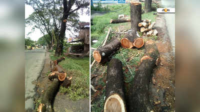 সেই যশোহর রোড এবার কোপ ছ’টি শিরীষ গাছে