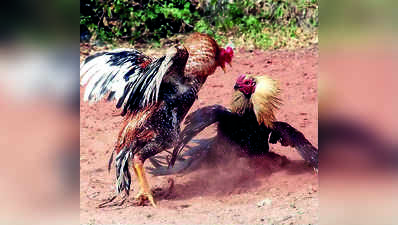 ಕೋಳಿ ಅಂಕದ ಮೇಲೆ ದಾಳಿ: 24 ಜೂಜುಕೋರರ ಸೆರೆ