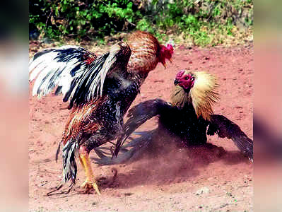 ಕೋಳಿ ಅಂಕದ ಮೇಲೆ ದಾಳಿ: 24 ಜೂಜುಕೋರರ ಸೆರೆ