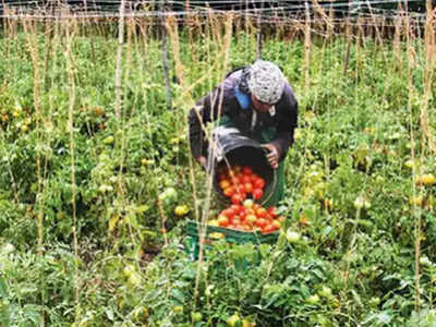 सब्जी उगाने वाले किसानों तक 1 रुपये में से पहुंचते हैं सिर्फ 18 पैसे