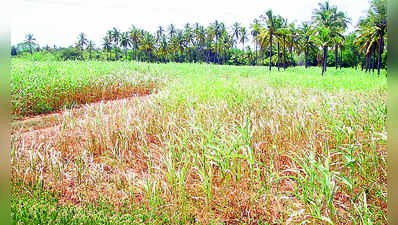 ಕೈಕೊಟ್ಟ ಮಳೆ: ಒಣಗುತ್ತಿವೆ ಬೆಳೆ