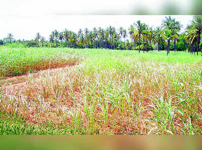 ಕೈಕೊಟ್ಟ ಮಳೆ: ಒಣಗುತ್ತಿವೆ ಬೆಳೆ