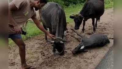 ಕರುವಿಗೆ ವಾಹನ ಡಿಕ್ಕಿ: ತಾಯಿ ಮತ್ತು ಇತರ ಹಸುಗಳ ರೋದನ