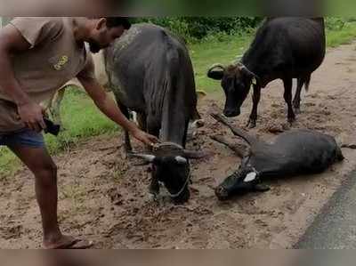 ಕರುವಿಗೆ ವಾಹನ ಡಿಕ್ಕಿ: ತಾಯಿ ಮತ್ತು ಇತರ ಹಸುಗಳ ರೋದನ