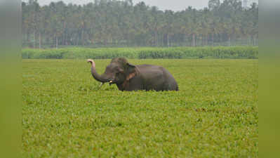 ಹಾಸನ ನಗರಕ್ಕೆ ಬಂದ ಒಂಟಿಸಲಗ