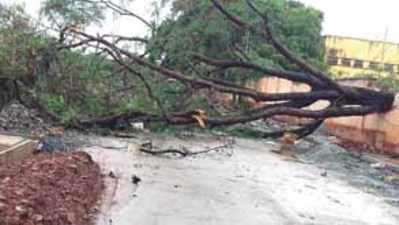 ಧರೆಗುರುಳಿದ ಐದು ಮರ