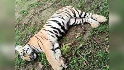 नागपुरः बछड़े की मौत का बदला लेने के लिए डाला जहर, एक बाघिन और दो शावकों की मौत