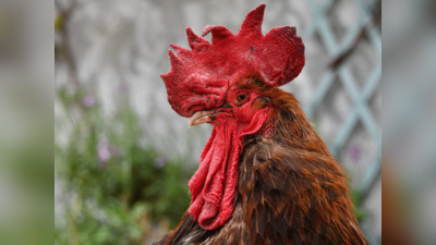 फ्रांस में मुर्गा बांग देगा या नहीं, कोर्ट करेगा फैसला